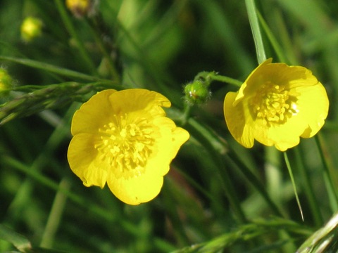 Buttercups